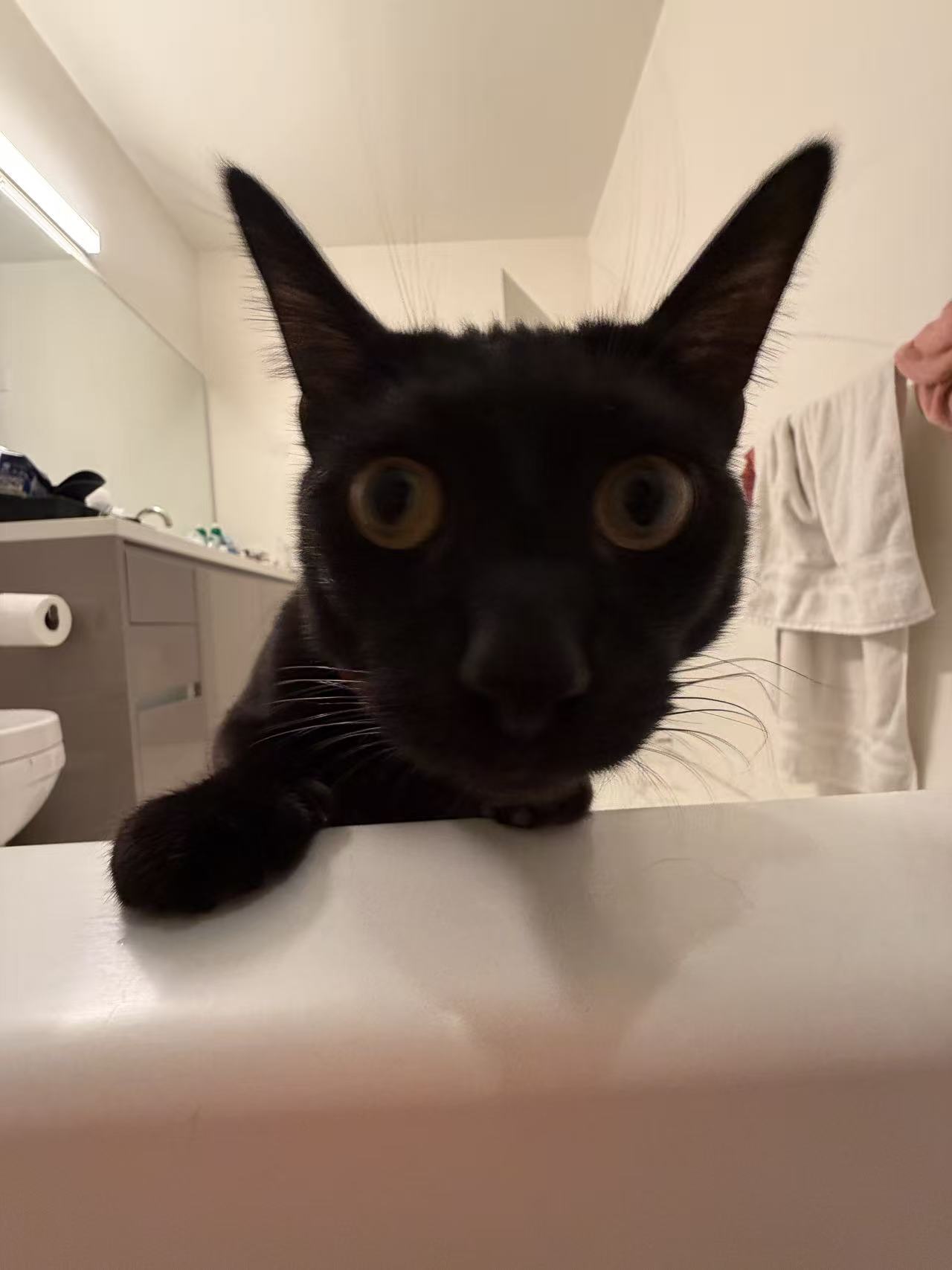 cat.jpg